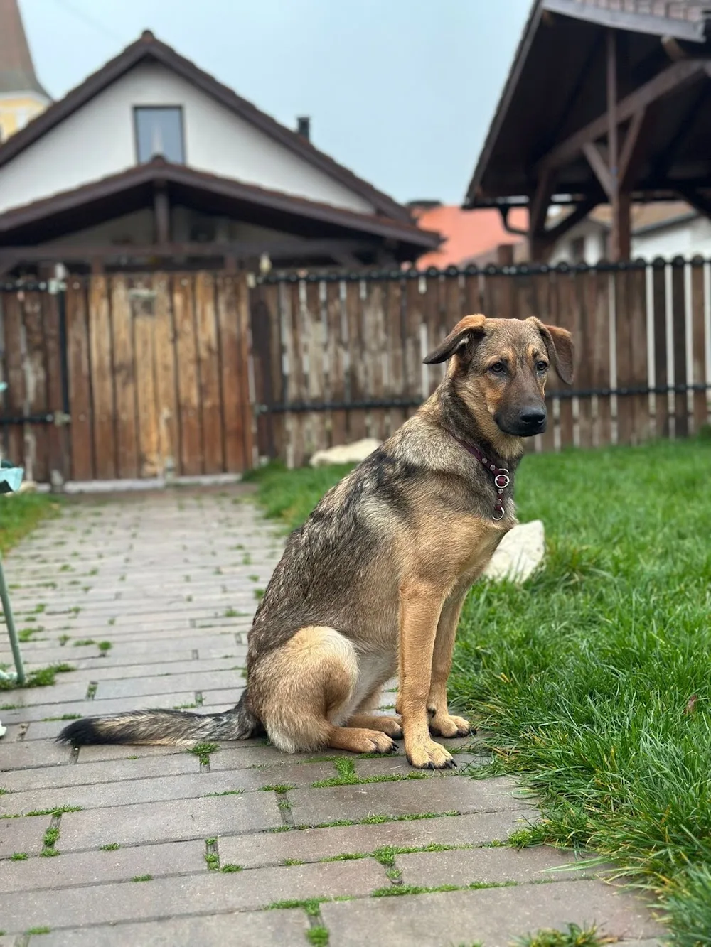 DOG HOUSE INN - Pensiune canina Sibiu - Olt pet otel