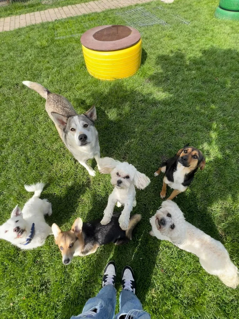 DOG HOUSE INN - Pensiune canina Sibiu - Olt pet otel görseli 3