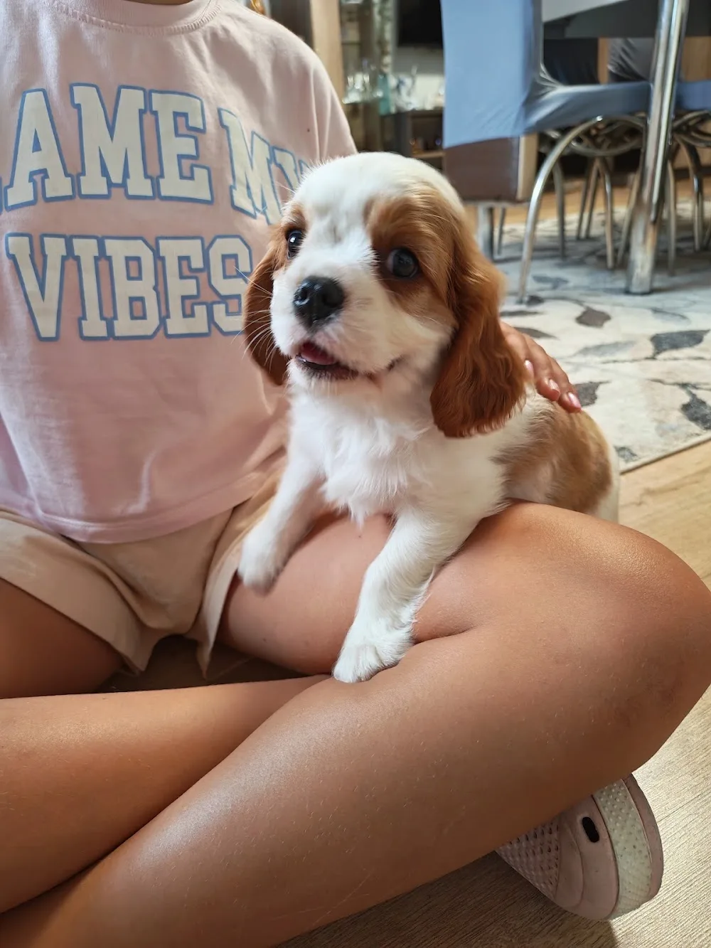 Hermann Cavalier Kennel - Olt pet otel görseli 3