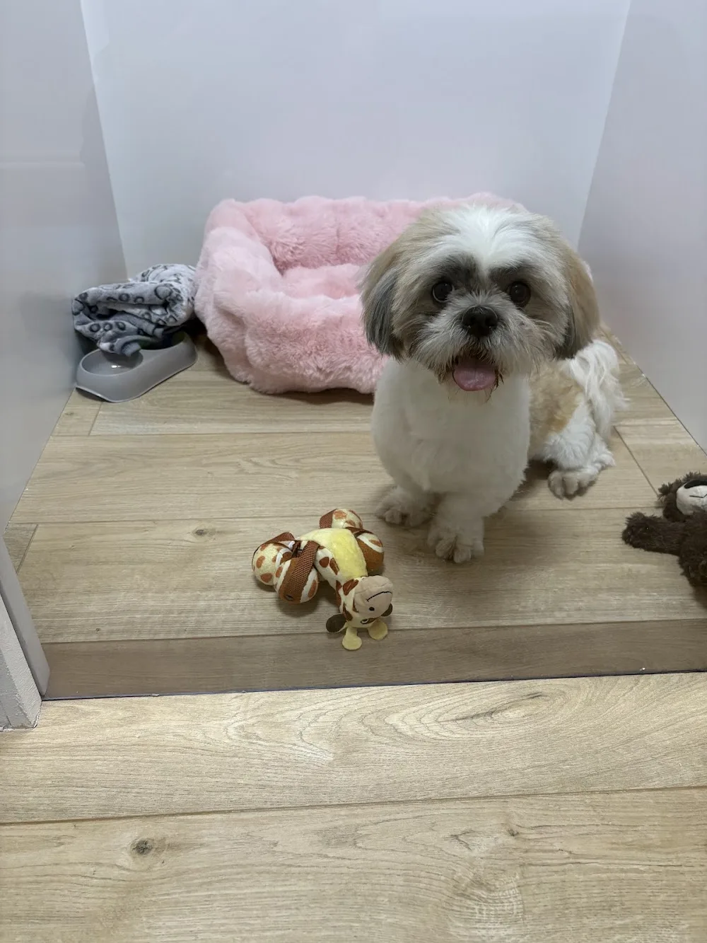 Luna Pet Hotel - Olt pet otel görseli 3