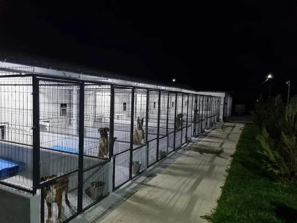 Pets Hotel Bradu - Olt pet otel görseli 3