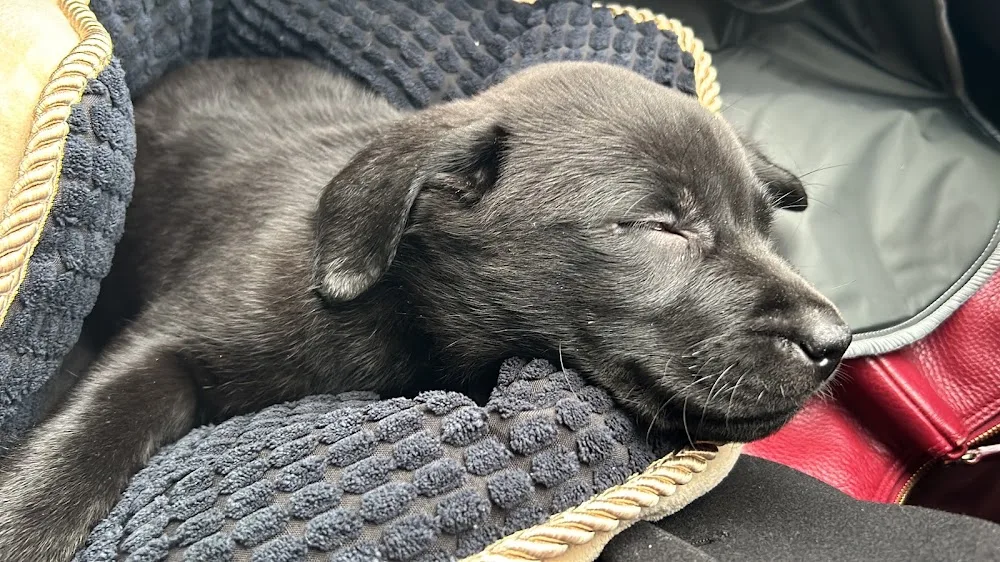 Terra Happy (Labrador Retriever Kennel) - Olt pet otel görseli 3