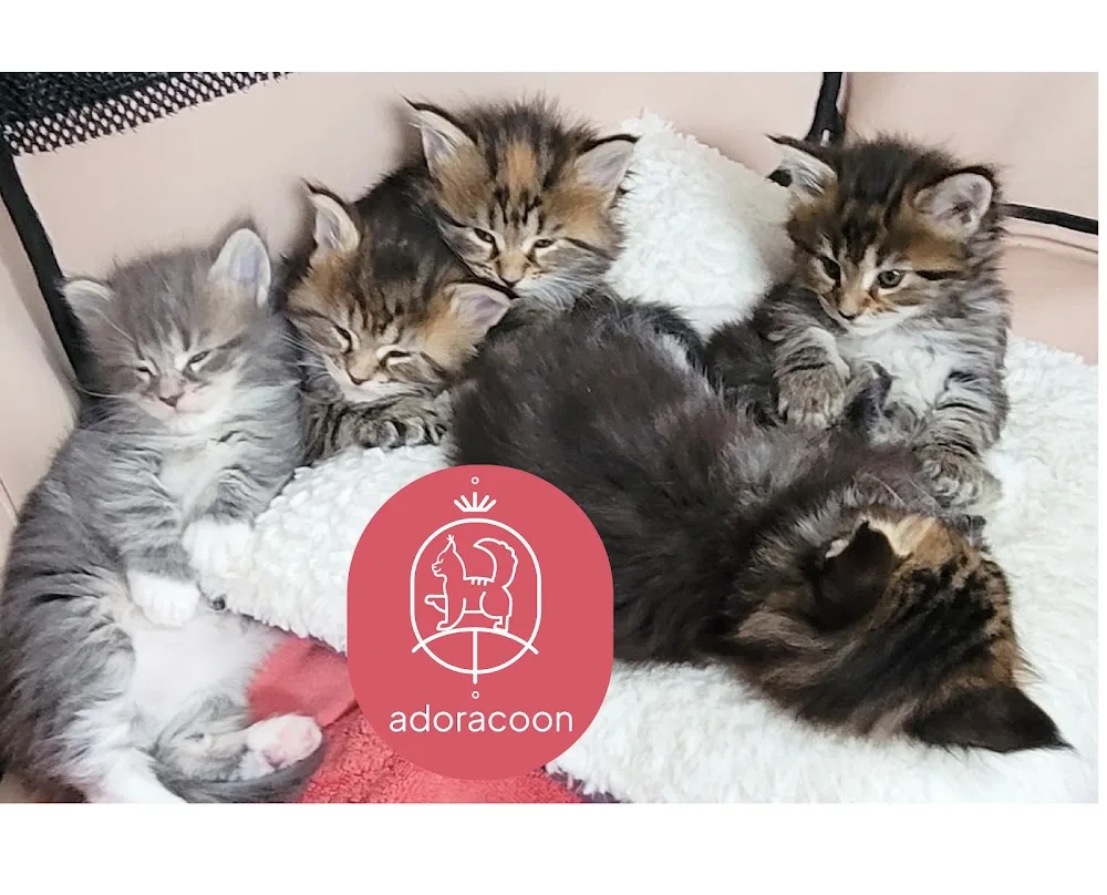 AdoraCoonCanada. Maine Coon Cattery - Ontario pet otel