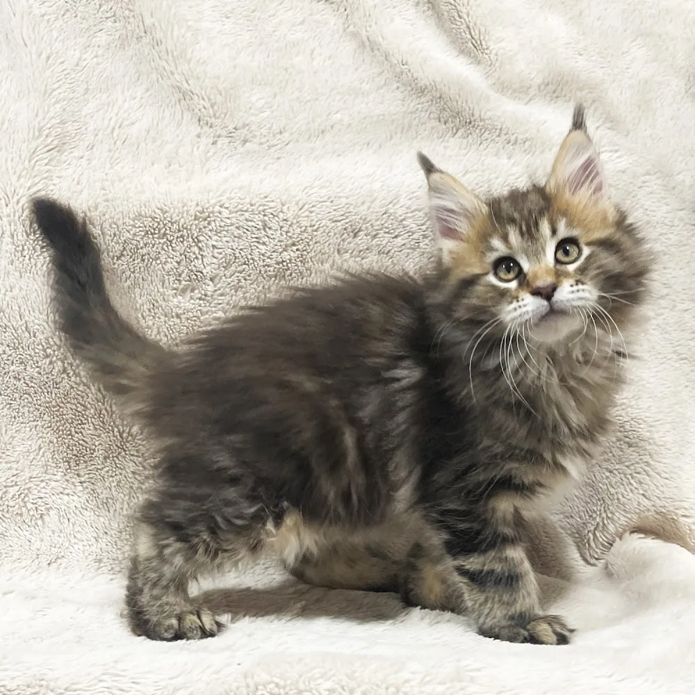 AdoraCoonCanada. Maine Coon Cattery - Ontario pet otel görseli 3