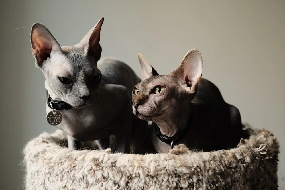 Aurora Cat Hotel - Ontario pet otel
