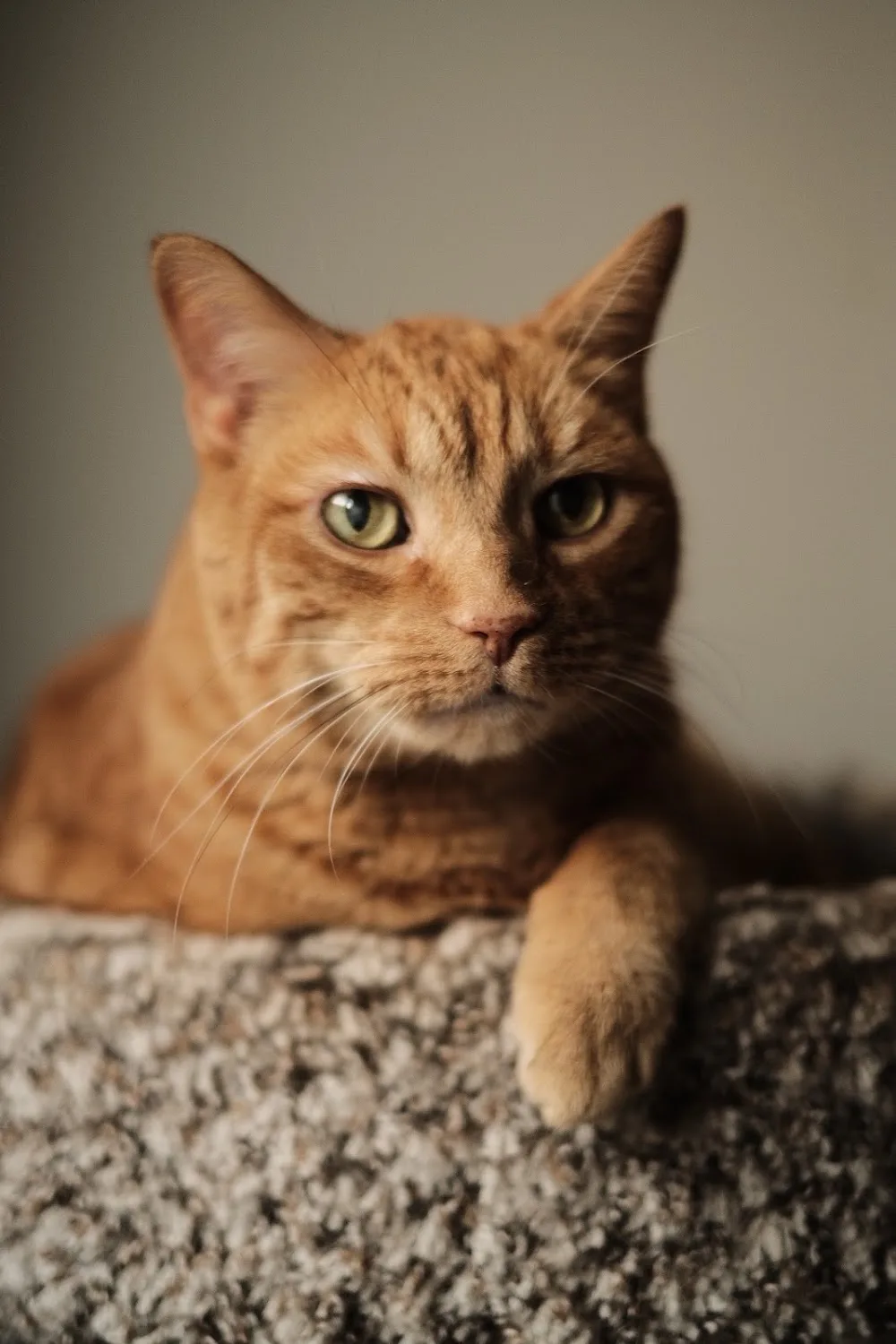 Aurora Cat Hotel - Ontario pet otel görseli 3