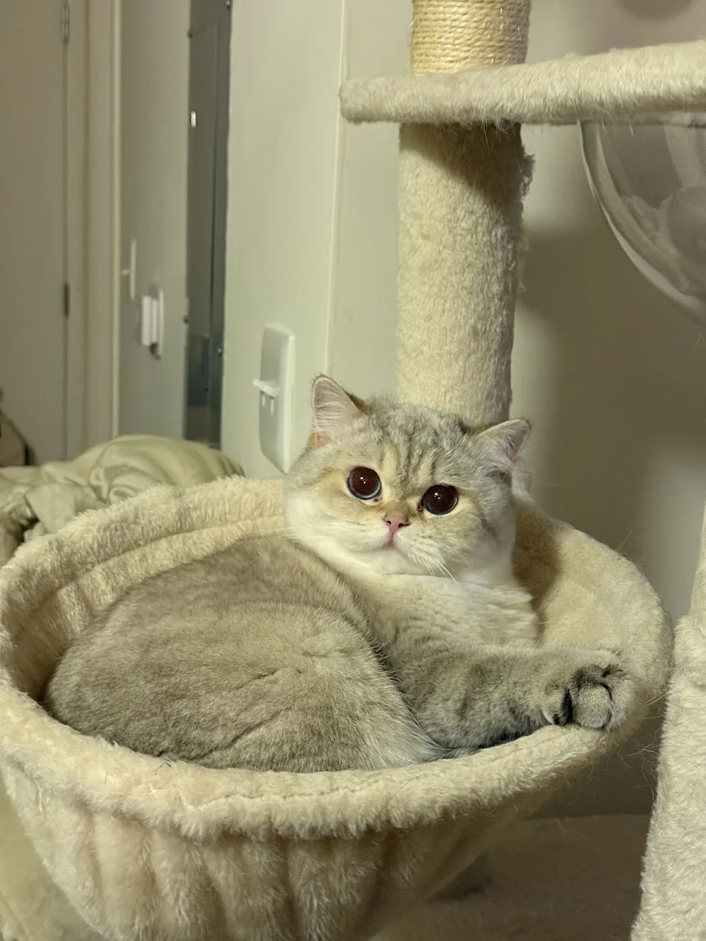 BearMary Cattery - Ontario pet otel