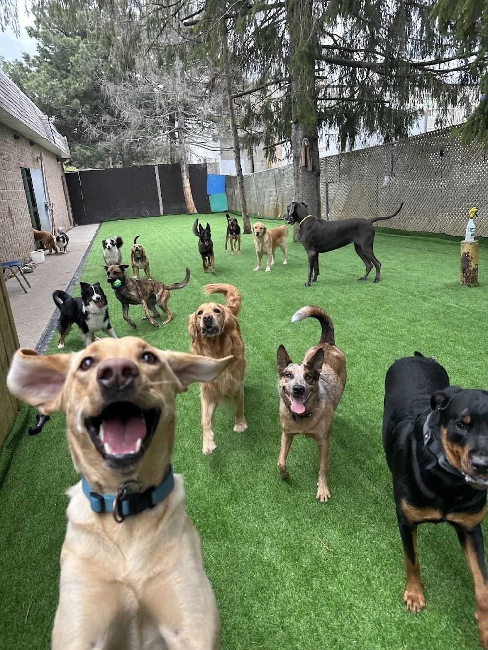 Beverly Hills Doggie Hotel - Ontario pet otel görseli 6