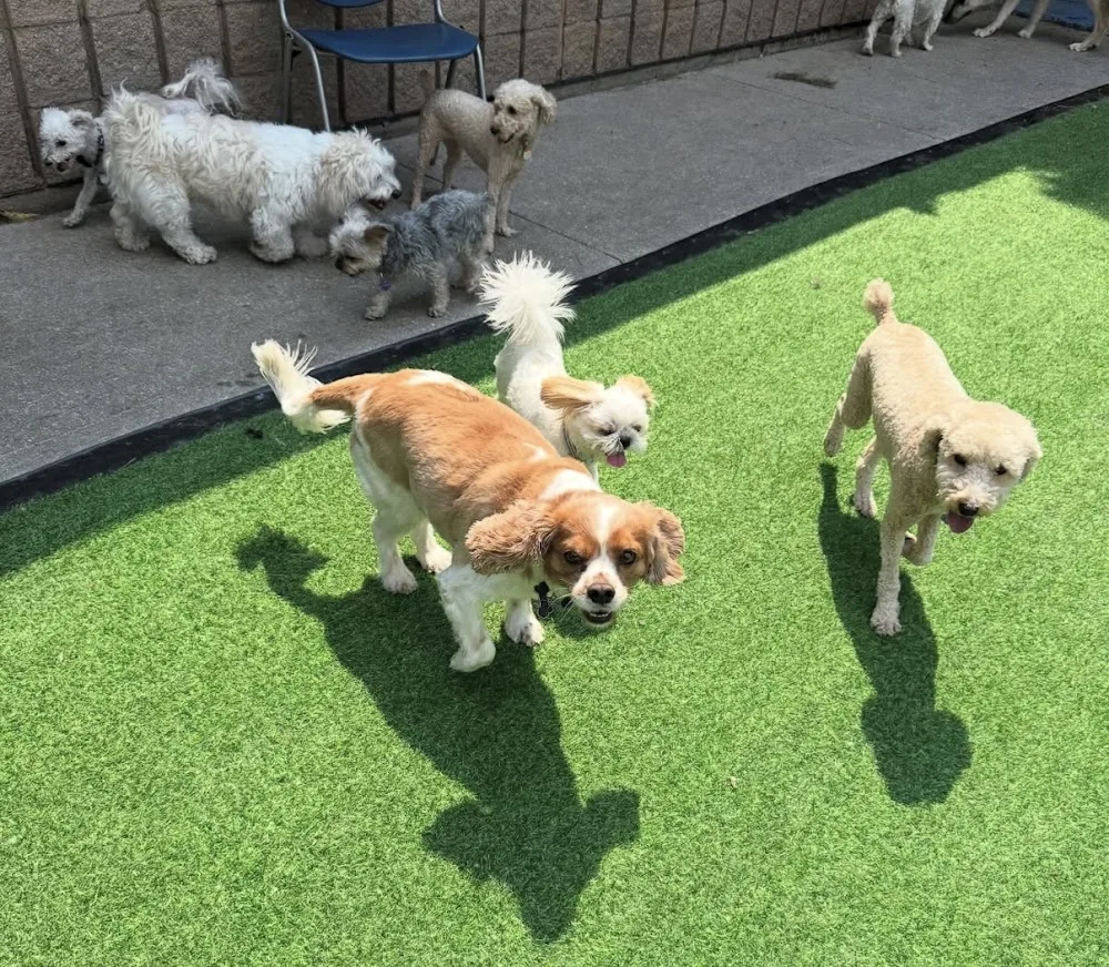 Beverly Hills Doggie Hotel - Ontario pet otel görseli 7