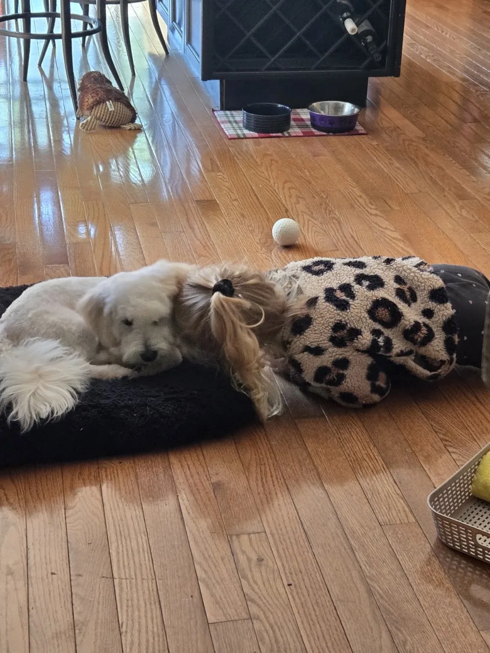 Blue Mountain Pets Hotel - Ontario pet otel