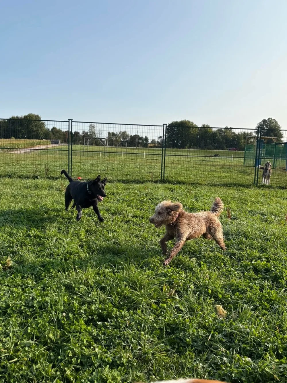 Blyth boarding kennel - Ontario pet otel