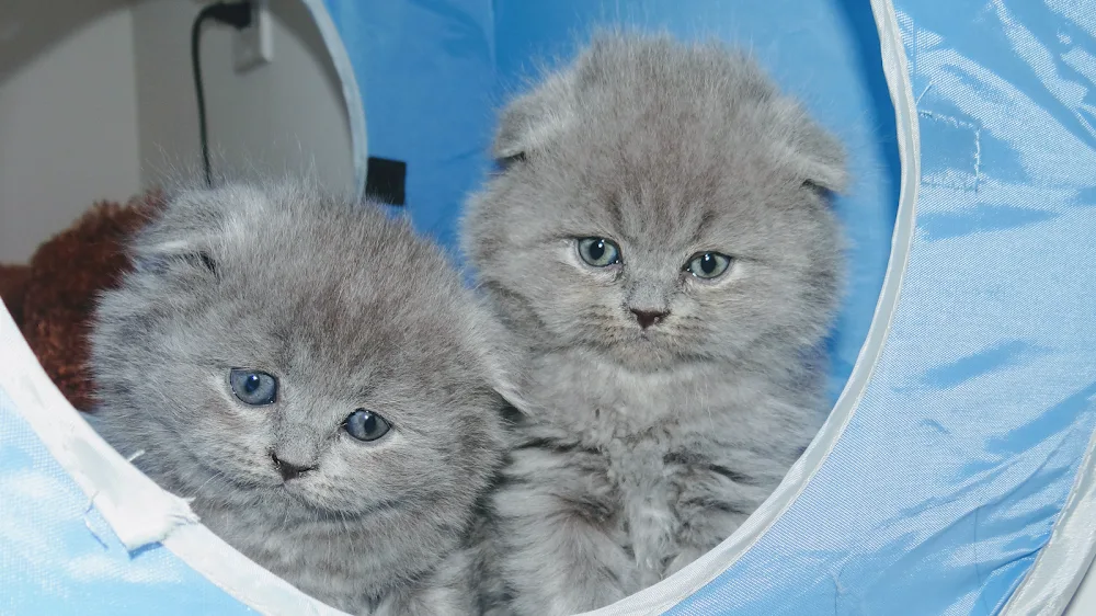 Breeder Smartcats Canada - Ontario pet otel