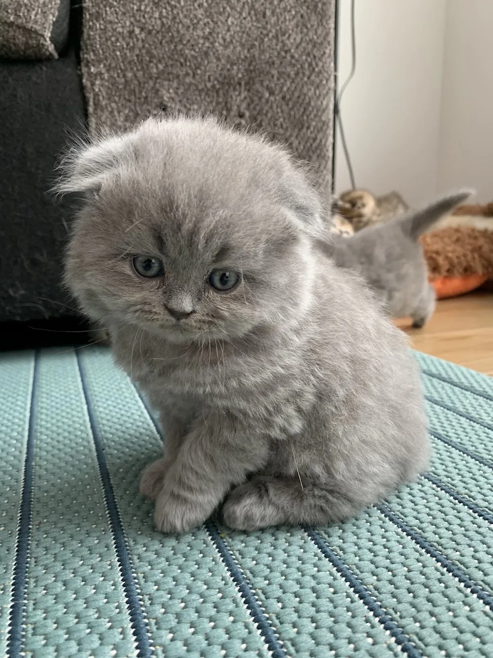 Breeder Smartcats Canada - Ontario pet otel görseli 3