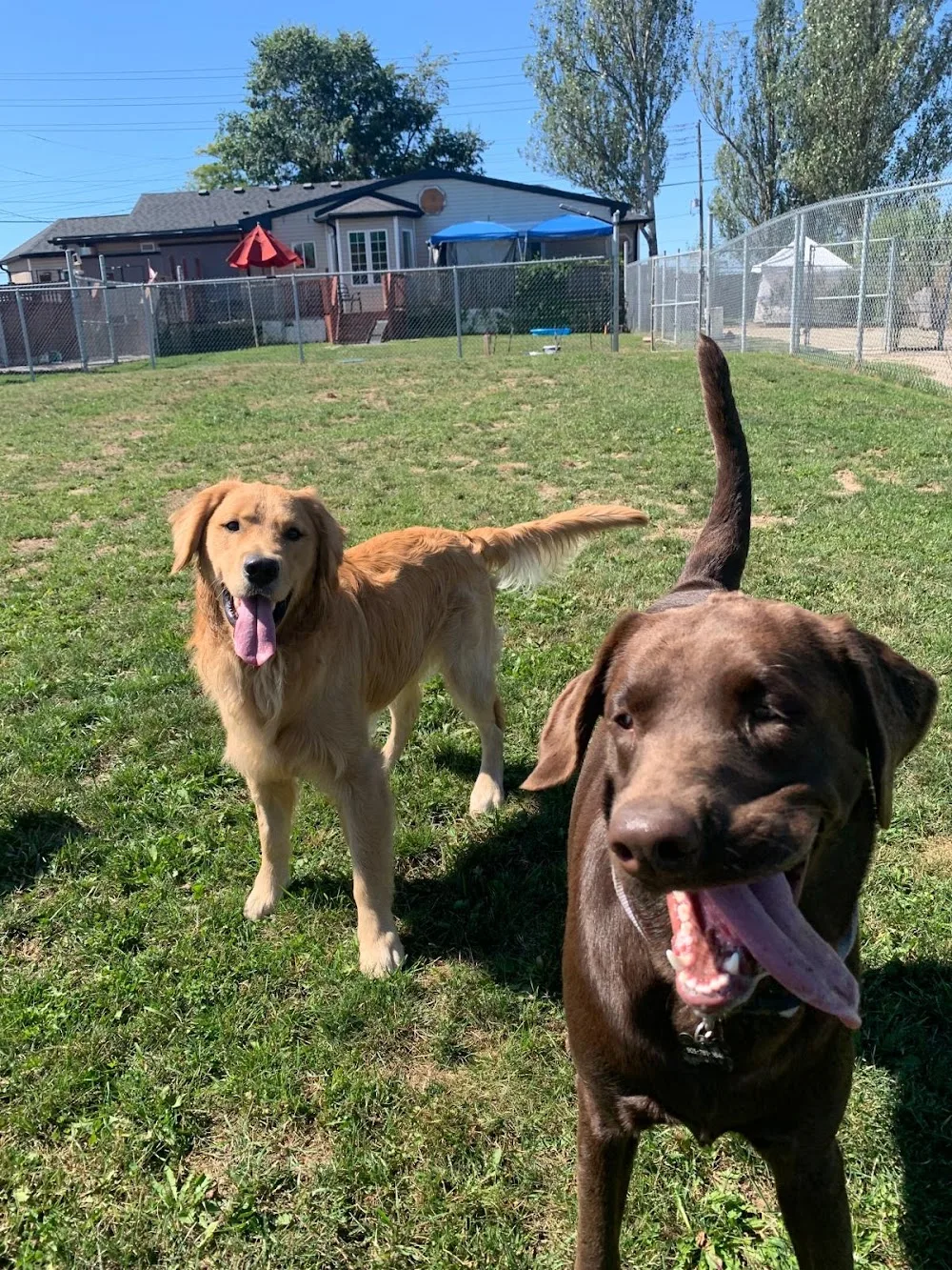 Bronte Pet Resort - Ontario pet otel görseli 3