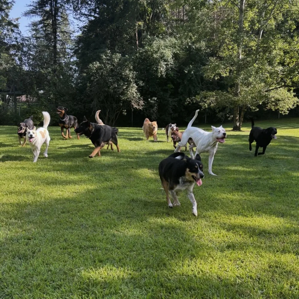 Brooklin Kennel - Ontario pet otel görseli 3