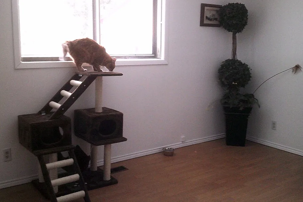 Brooklin Pet Care - Ontario pet otel görseli 2