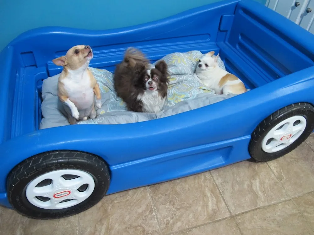 Brooklin Pet Care - Ontario pet otel görseli 3