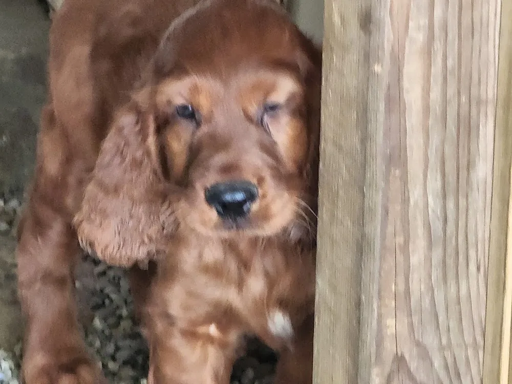 Captiva Kennels/Blue Ear Solutions - Ontario pet otel görseli 3