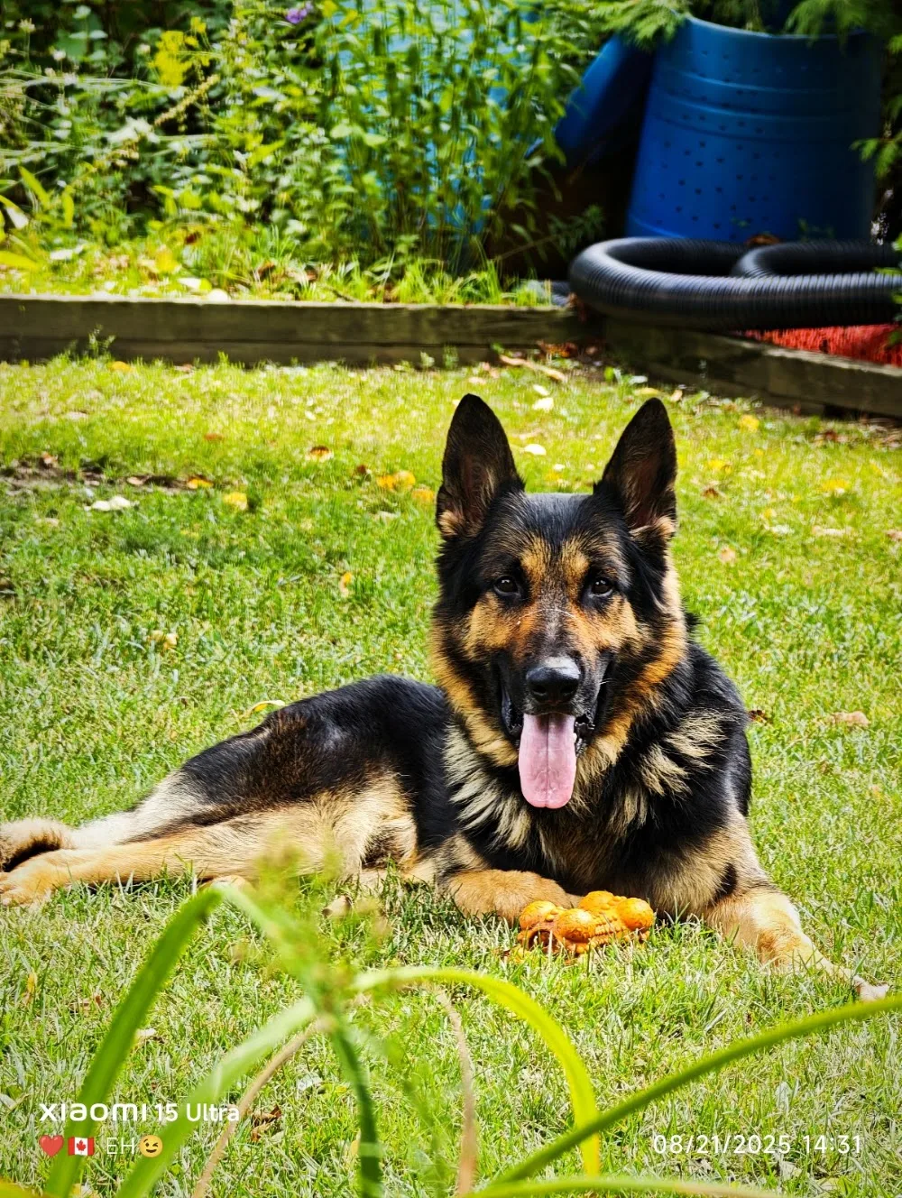 Carissima Kennels - Ontario pet otel görseli 3