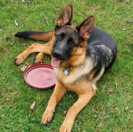 Carissima Kennels - Ontario pet otel görseli 5