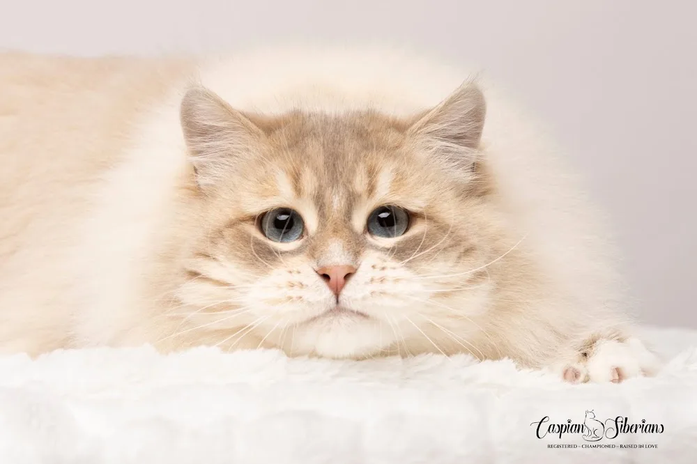 Caspian Siberians Cattery - Ontario pet otel görseli 2
