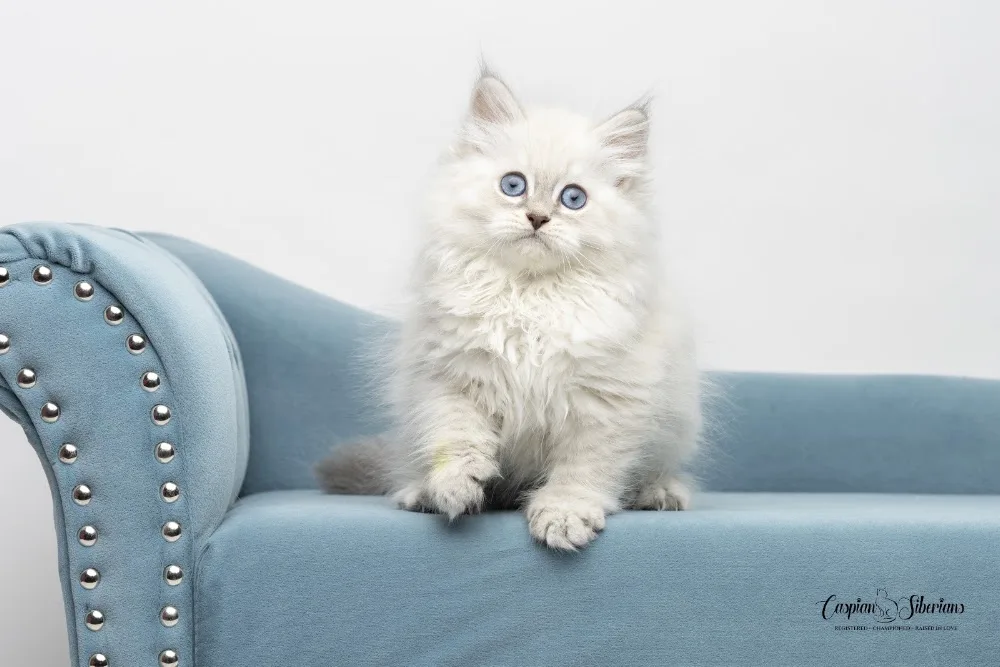 Caspian Siberians Cattery - Ontario pet otel görseli 3
