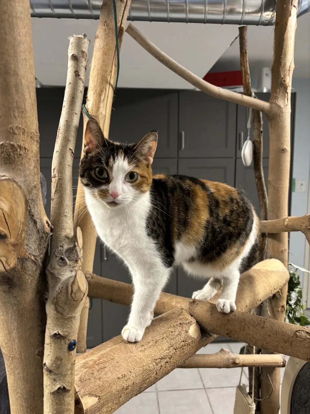 Cats Only Bed & Breakfast - Ontario pet otel görseli 2