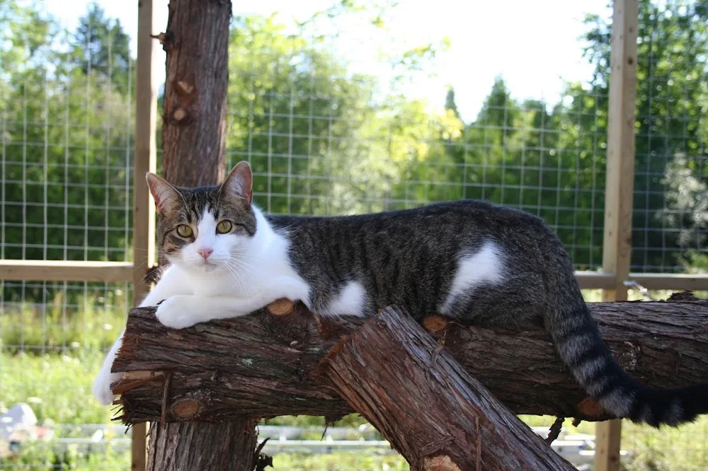 Cat's Paradise Spa - Ontario pet otel görseli 2