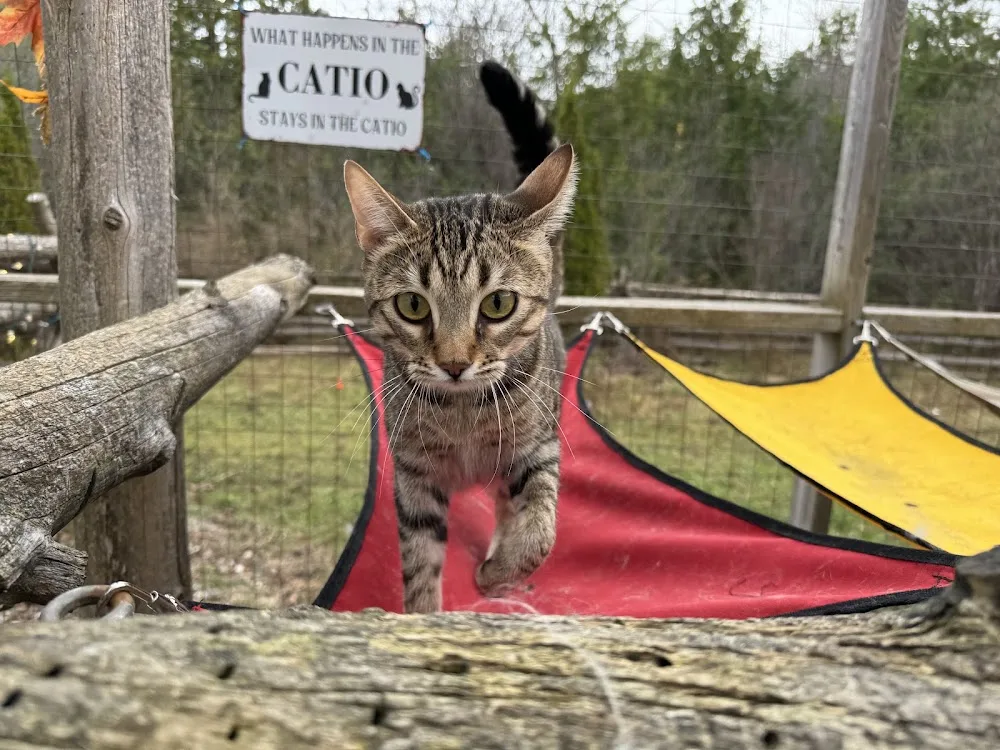 Cat's Paradise Spa - Ontario pet otel görseli 5
