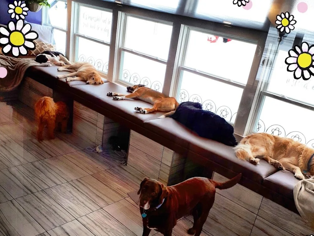 Chris's Dog Hotel No Cages Luxury Pet Resort Inc. - Ontario pet otel görseli 2