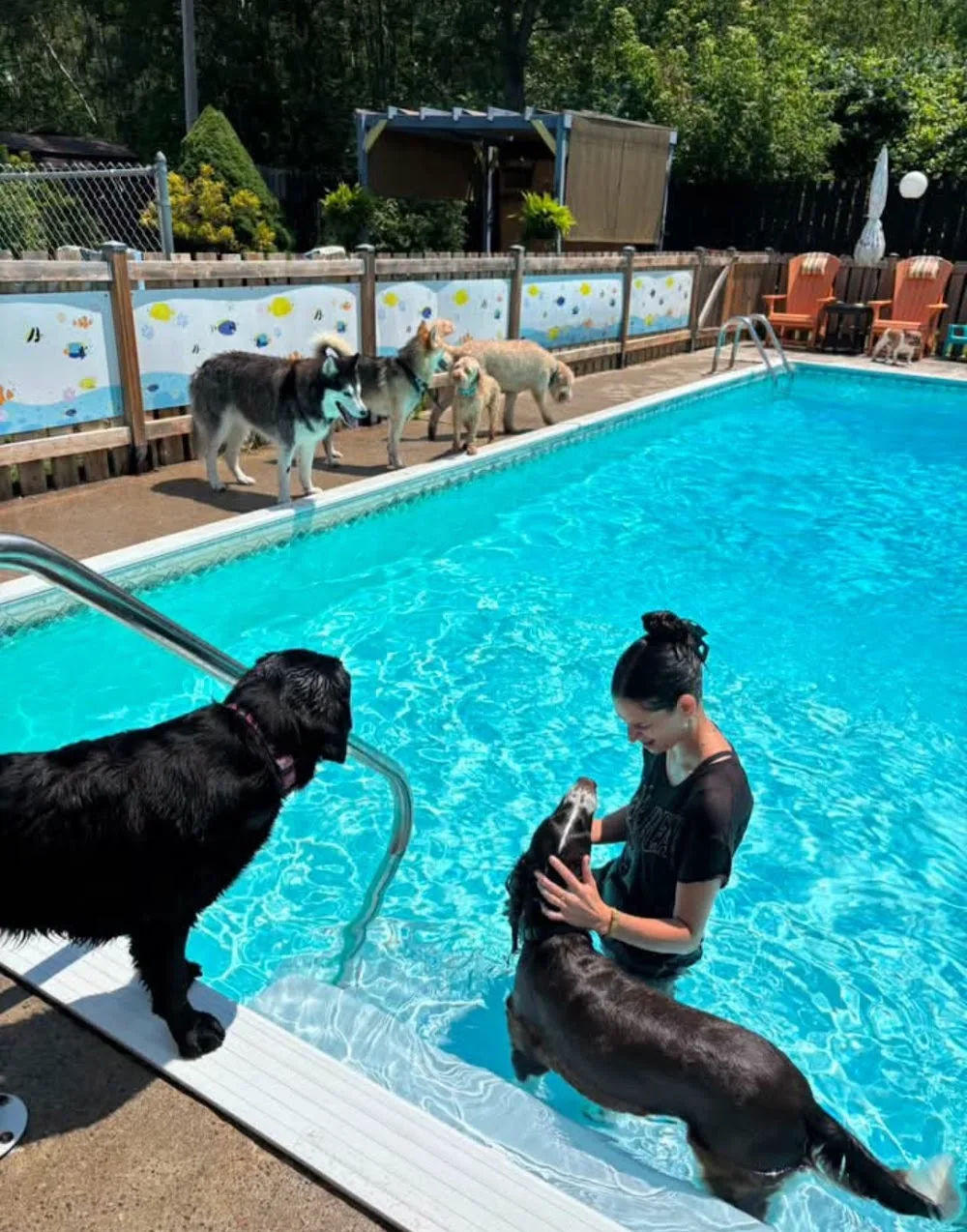 Chris's Dog Hotel No Cages Luxury Pet Resort Inc. - Ontario pet otel görseli 3