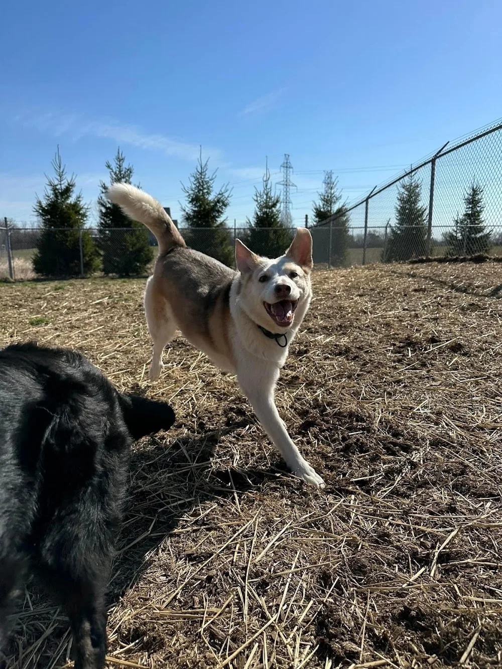 Companions Pet Resort - Ontario pet otel görseli 3
