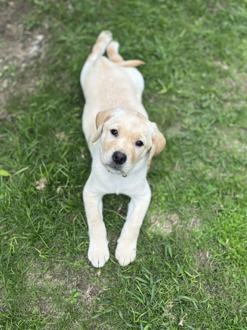 Cooperslane Kennels - Ontario pet otel görseli 3