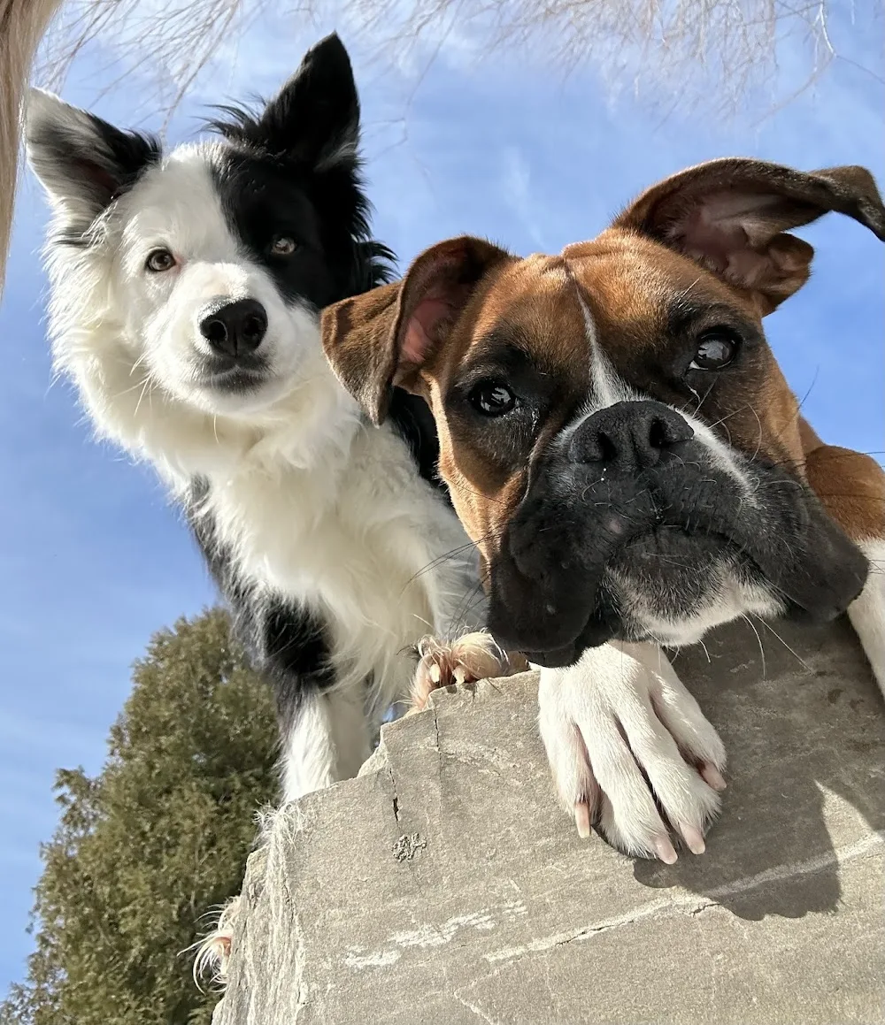 DogEden Pet Resort - Ontario pet otel görseli 2