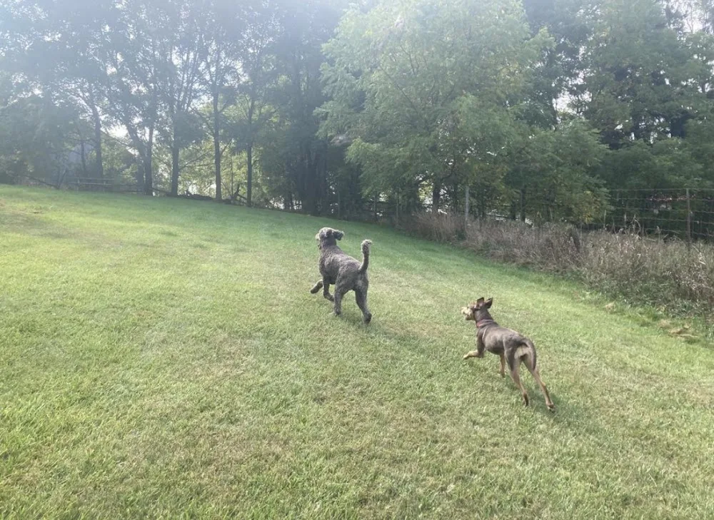 Don't Forget Me! Dog Boarding & Day Care - Ontario pet otel görseli 3