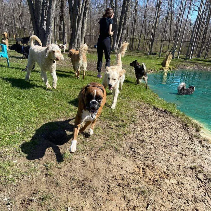 Eastway Pet Resort (Limoges) Inc - Ontario pet otel görseli 2