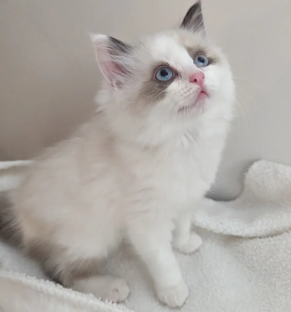 Fleetwood Ragdoll Cats - Ontario pet otel görseli 2