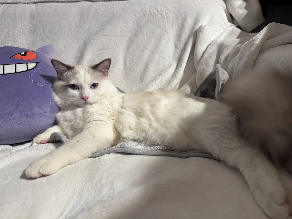Fleetwood Ragdoll Cats - Ontario pet otel görseli 3