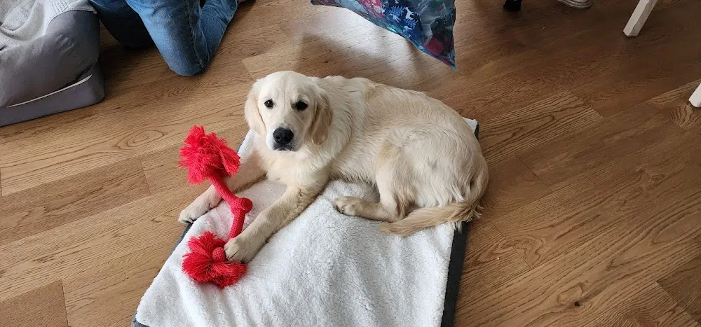 Goldenfield Kennel - Ontario pet otel