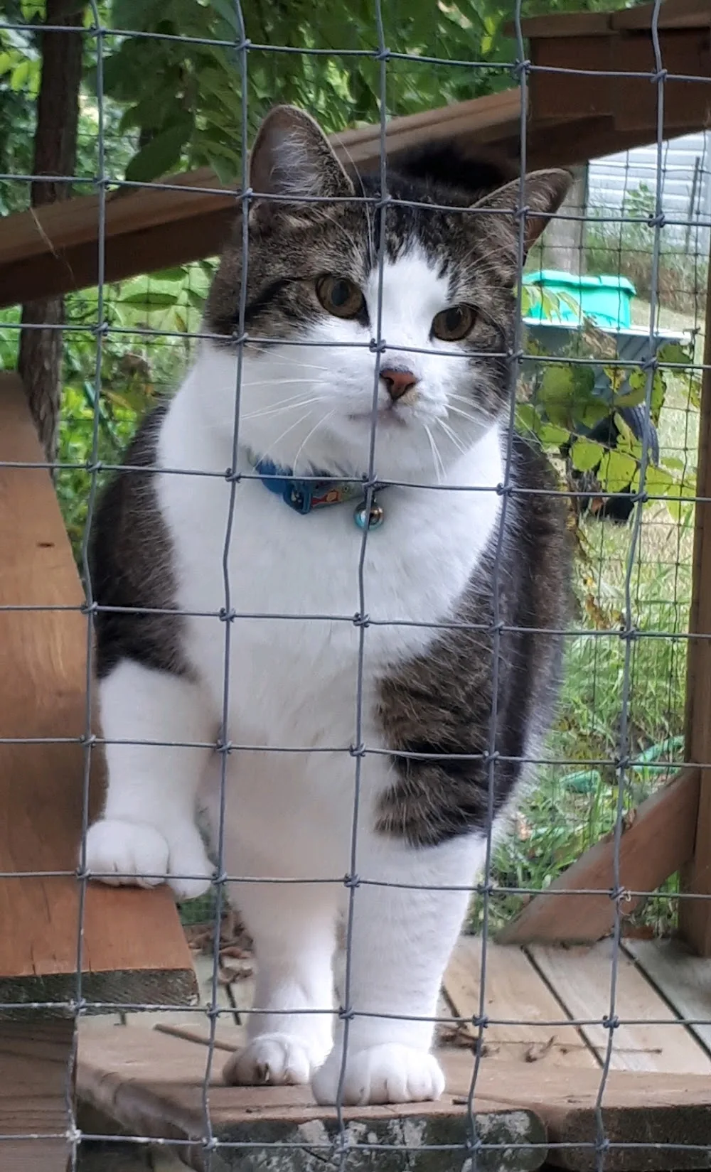 Goods' Garden Cat Resort - Ontario pet otel