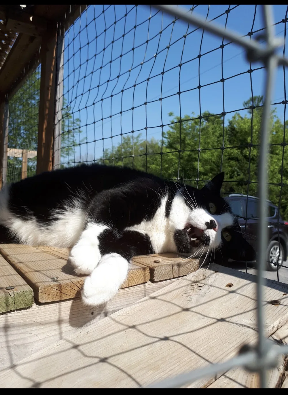 Goods' Garden Cat Resort - Ontario pet otel görseli 3