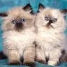 Happy Whiskers Cattery - Ontario pet otel görseli 5