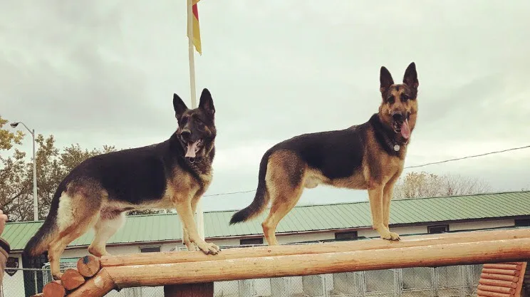 Havelberg Kennels - Ontario pet otel