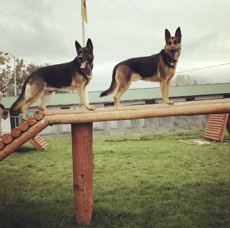 Havelberg Kennels - Ontario pet otel görseli 3