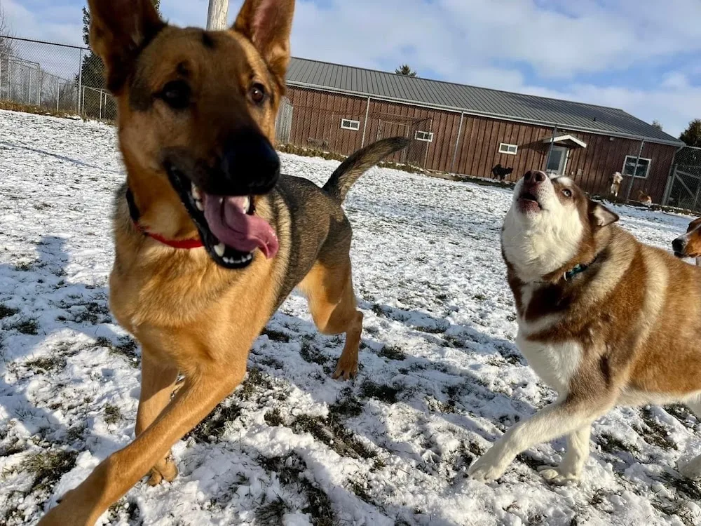 Holiday Farms Pet Resort - Ontario pet otel