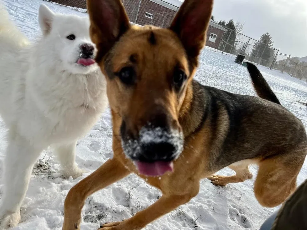 Holiday Farms Pet Resort - Ontario pet otel görseli 3