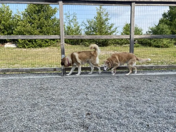Hwy7 Pet Retreat - Ontario pet otel
