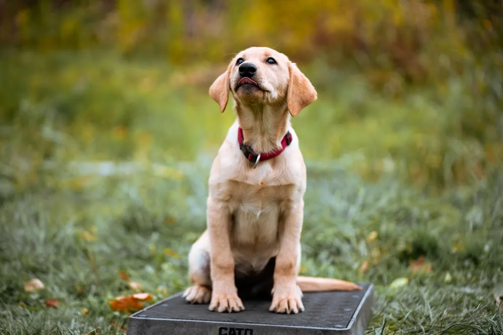 K Country Kennels - Ontario pet otel