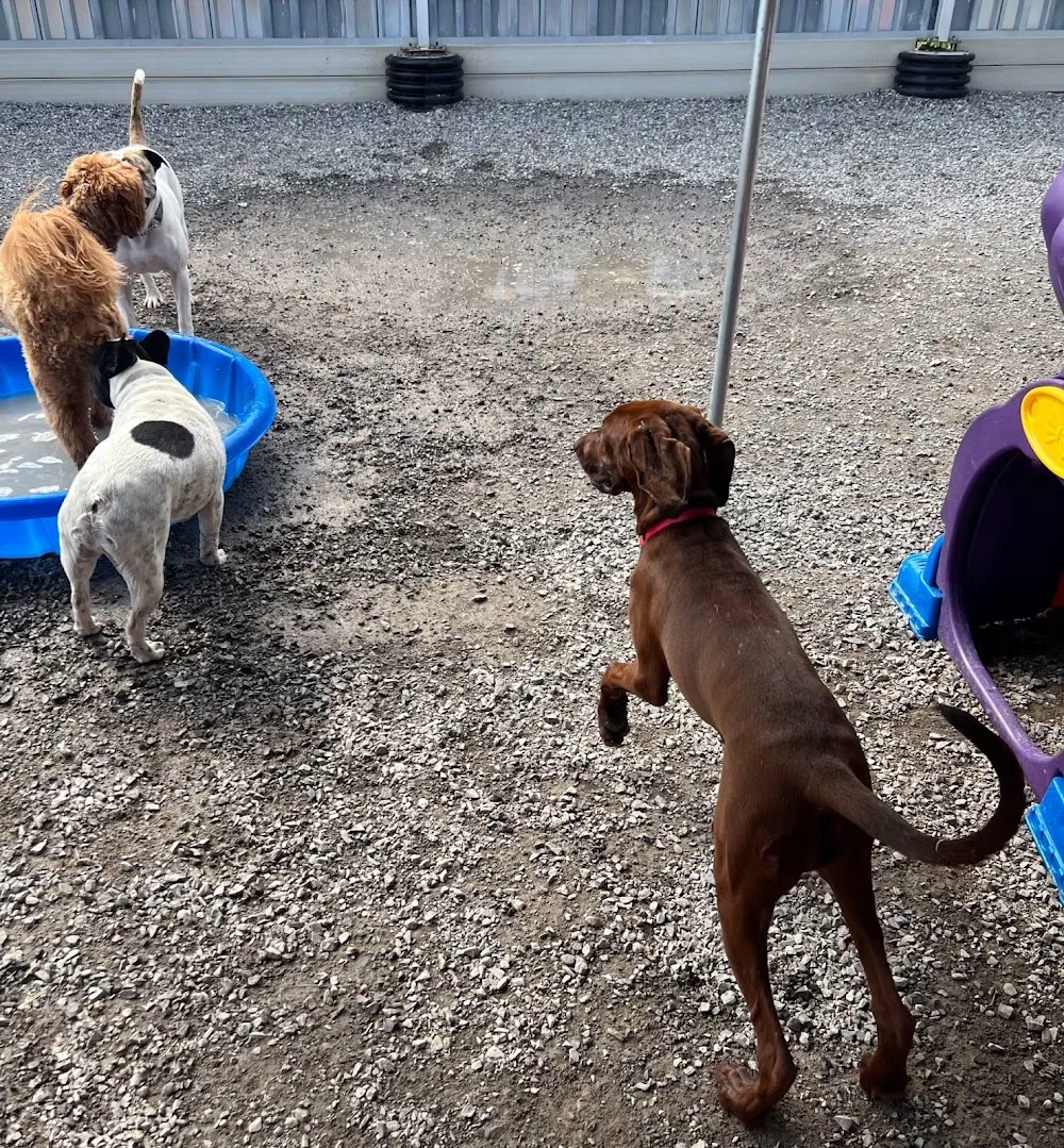Kennel Club Boarding - Ontario pet otel görseli 3
