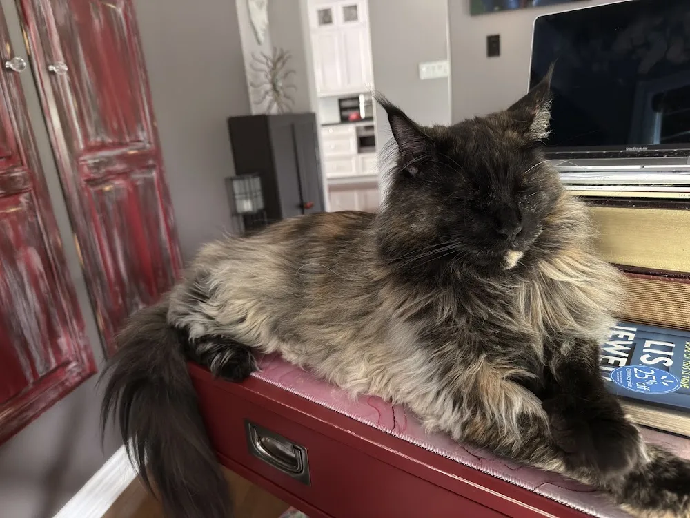 Lakecoon Cattery - Ontario pet otel